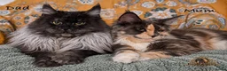 Maine Coon cats for sale: 🐾 Maine Coon Kittens TICA Registered 🐾 - Advert 5