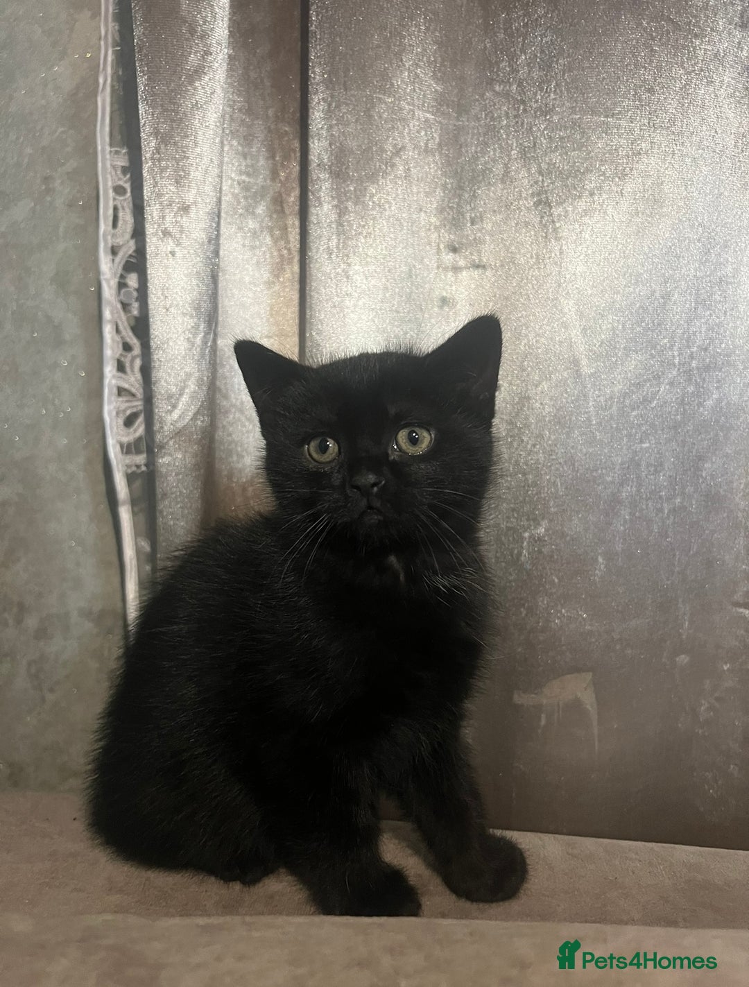 Scottish Fold cats for sale: Beautiful Scottish Fold/Straight kittens  - Advert 8