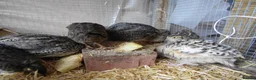 Quail poultry for sale: Quail all ages breeds from £5 - Advert 8