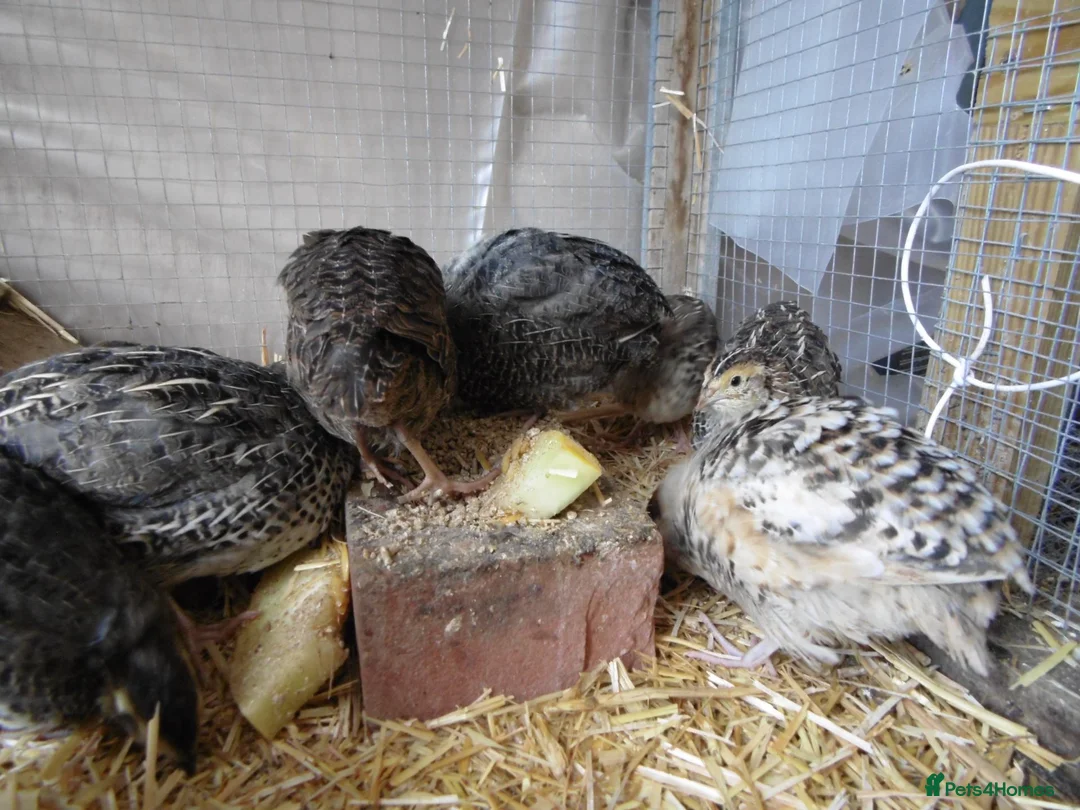 Quail poultry for sale: Quail all ages breeds from £5 - Advert 8