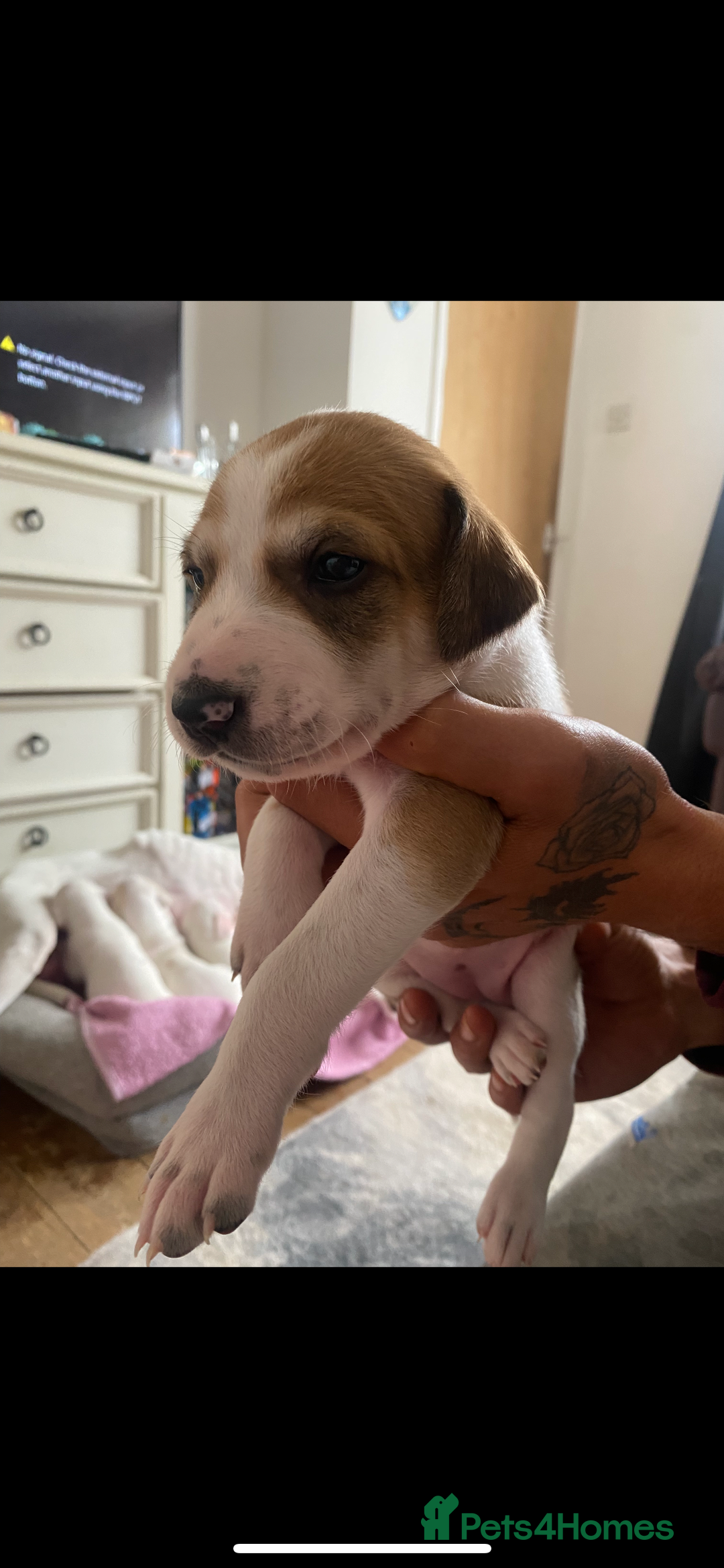Mixed Breed dogs for sale: adorable Lurcher puppies - Image 7
