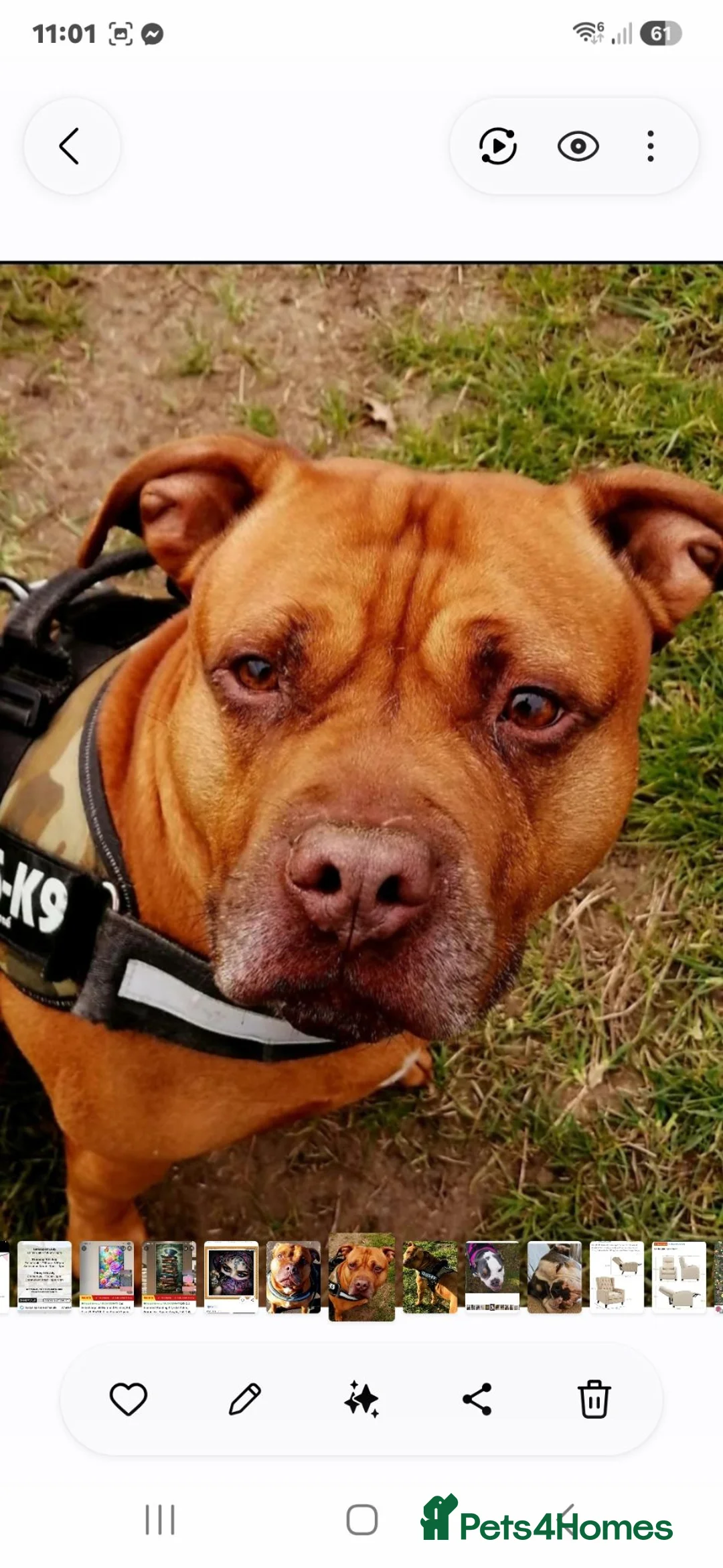 Mixed Breed dogs for sale: Beautiful boy needing a new home in Woodbridge - Advert 1