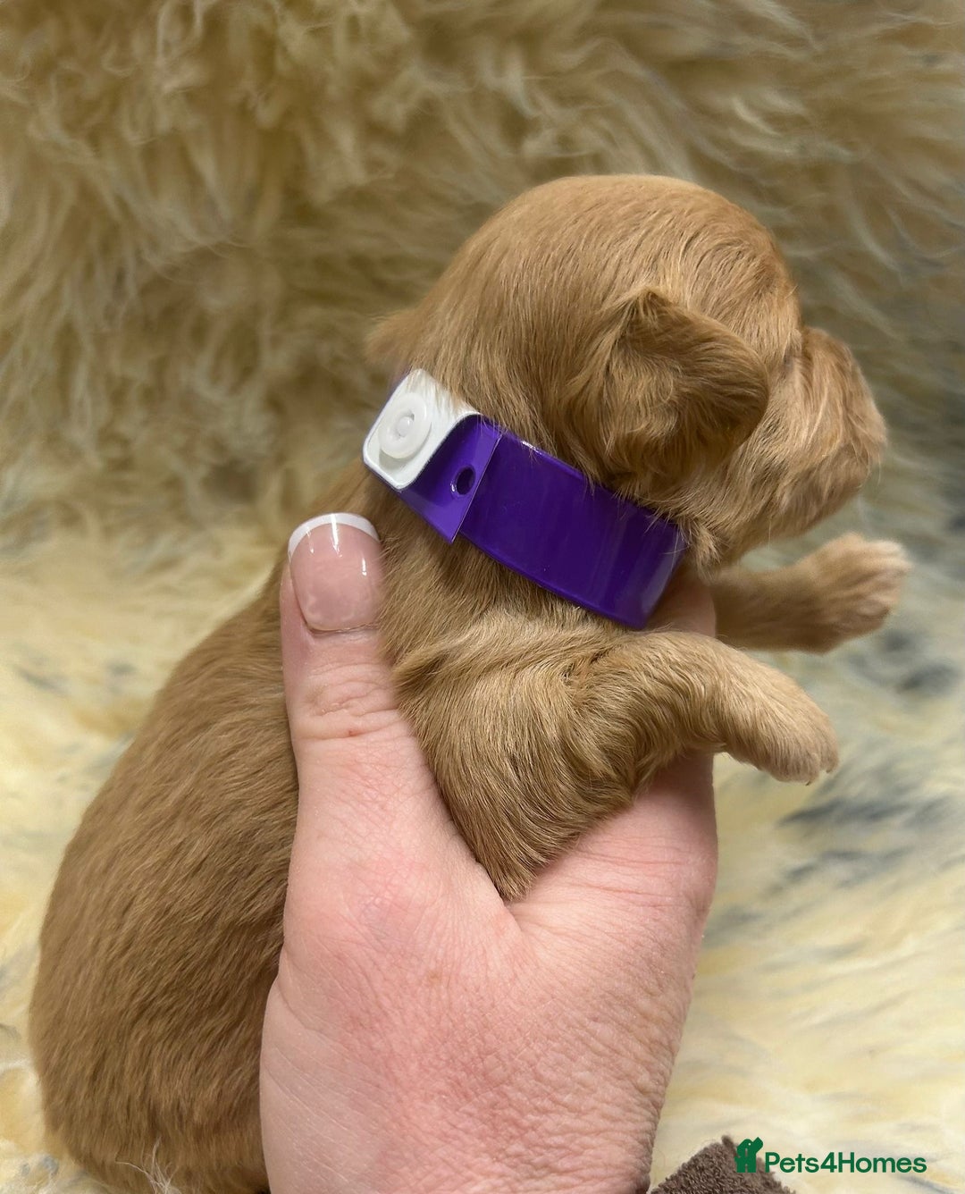 Maltipoo dogs for sale: Red Toy Maltipoos  - Advert 9