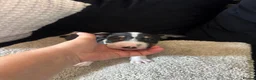 English Bull Terrier dogs for sale: English bull terriers puppies - Advert 22