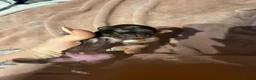 Chihuahua dogs for sale: Rare stunning chocolate chihuahua  - Advert 3