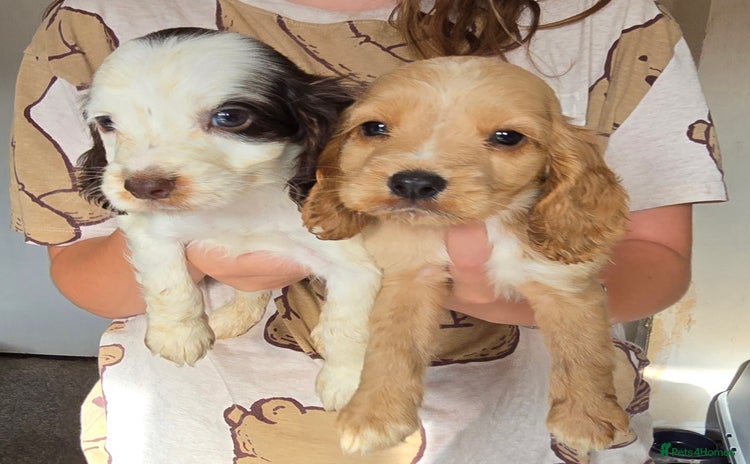 Cocker Spaniel dogs - Advert 2