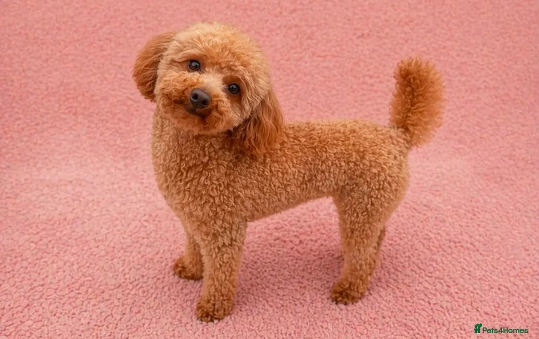 Toy Poodle dogs for sale: Beautiful Toy Poodle Puppies – Loving Homes Wanted - Advert 2
