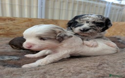 Bordoodle dogs for sale: Toy Bordoodles ❤️ - 1 girl available - Image 6