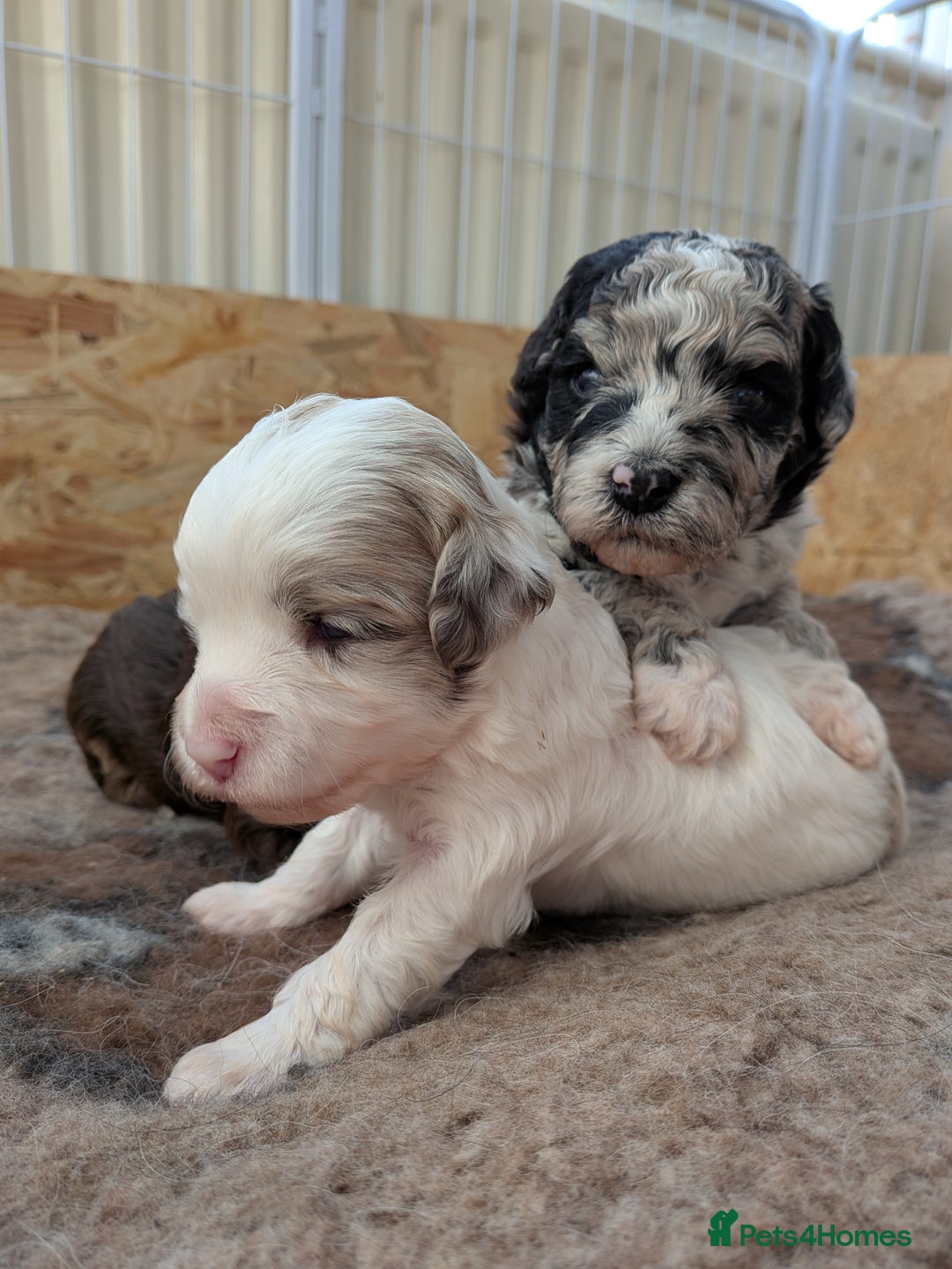 Bordoodle dogs for sale: Toy Bordoodles ❤️ - 1 girl available - Image 6