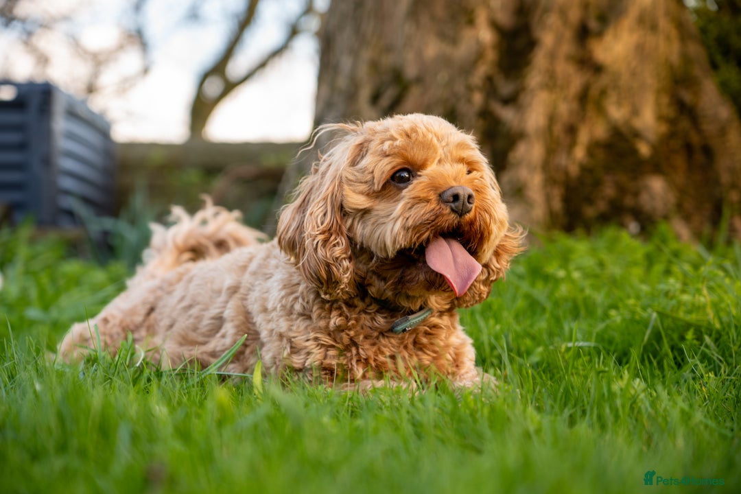 Mixed Breed dogs for sale: Cavapoochon Pups Wait List South Yorkshire - Image 10