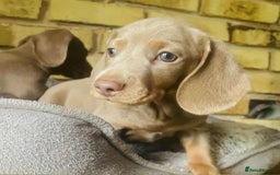 Miniature Dachshund dogs for sale: READY NOW ISABELLA MINIATURE DACHSHUND PUPPIES - Image 9