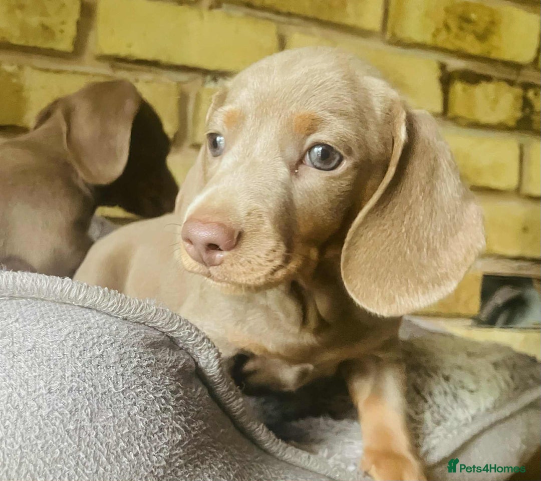 Miniature Dachshund dogs for sale: READY NOW ISABELLA MINIATURE DACHSHUND PUPPIES - Image 9