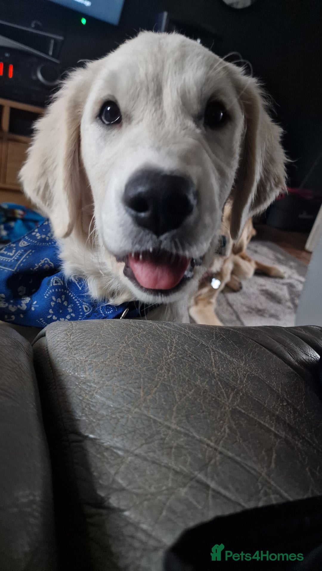 Golden Retriever dogs for sale: Golden Retriever Boy - Advert 9