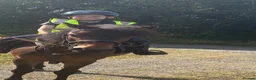 Dartmoor horses for sale: 12h Dartmoor hill  in Stoke-on-Trent - Advert 4