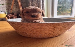 Cockapoo dogs for sale: Last Male fantastic champion line 20 combined  - Image 8