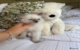 Ragdoll cats for sale: True to type, pure Ragdolls Kittesn - Image 11
