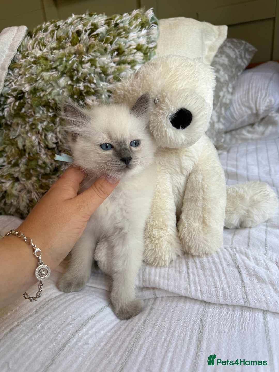 Ragdoll cats for sale: True to type, pure Ragdolls Kittesn - Image 11