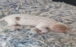 Cockapoo dogs for sale: Beautiful cockapoo boy  in Rotherham - Image 15