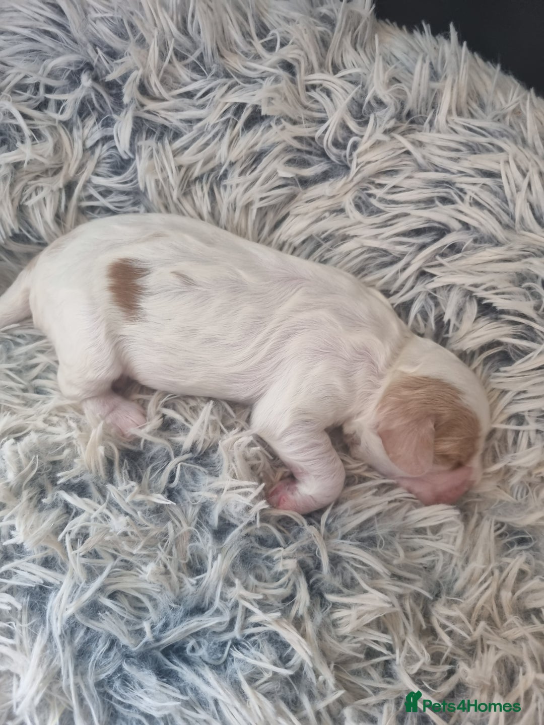 Cockapoo dogs for sale: Beautiful cockapoo boy  in Rotherham - Image 15