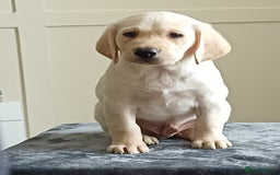 Labrador Retriever dogs for sale: PUPPIES 🐶🐾 - Image 9