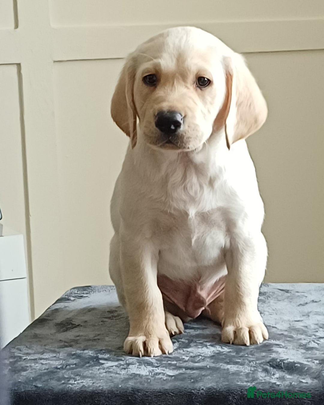 Labrador Retriever dogs for sale: PUPPIES 🐶🐾 - Image 9