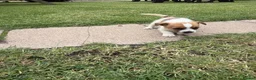 Mixed Breed dogs for sale: Beautiful Jack Russell puppies.  - Advert 3