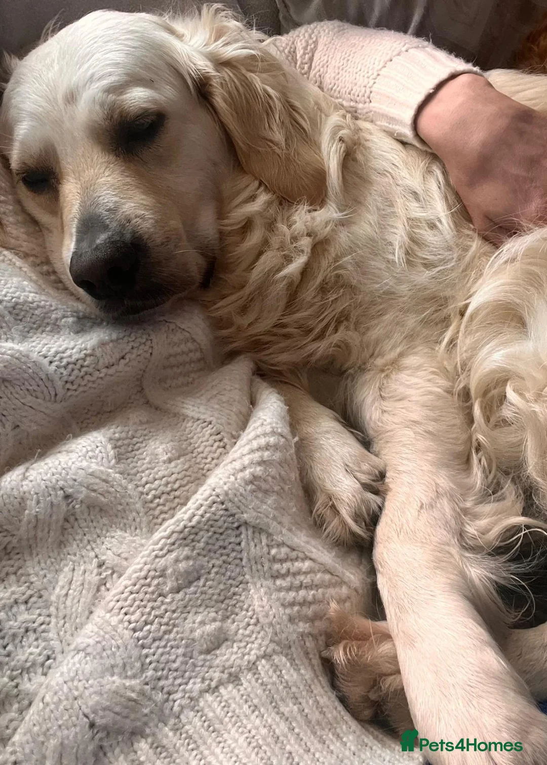 Golden Retriever dogs for sale: Our Beautiful Golden Retriever Lilly in Swadlincote - Advert 3