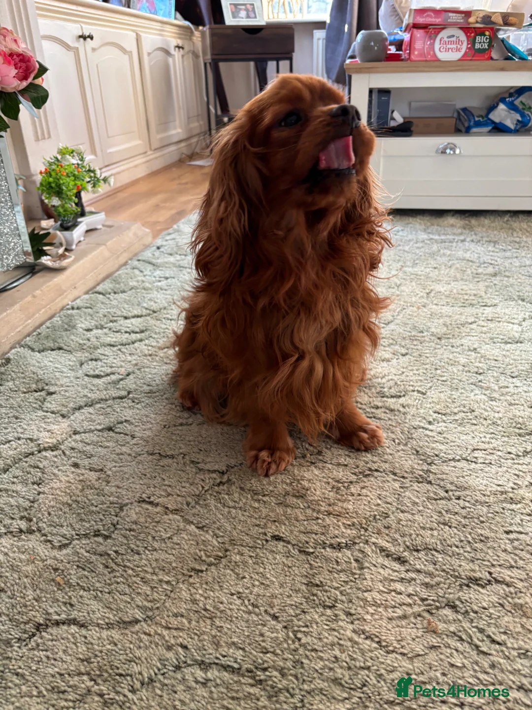 Cavalier King Charles Spaniel dogs for sale: Cavalier king Charles male  - Advert 10