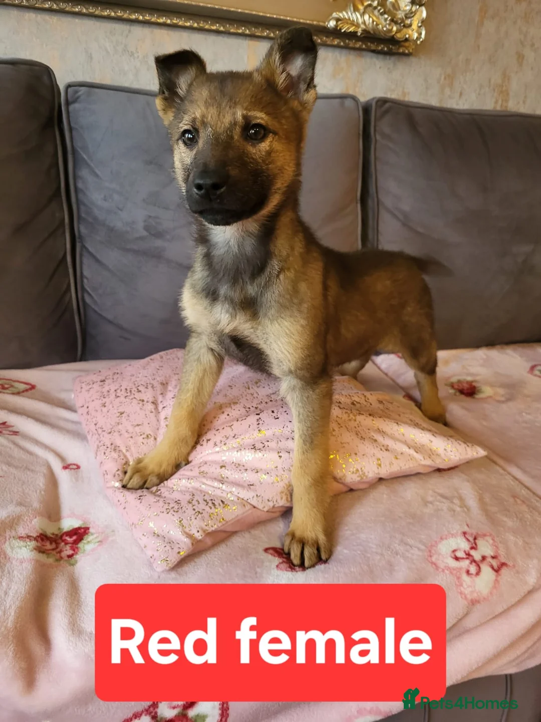 Golden Shepherd dogs for sale: Golden shepherd puppies  - Advert 4