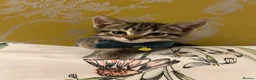 Ragamese cats for sale: Ragameze  - Advert 3