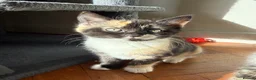 Mixed Breed cats for sale: Ready now. Beautiful litter of kittens  - Advert 4