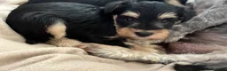 Miniature Schnauzer dogs for sale: Stunning health tested miniature schnauzer puppies - Advert 3
