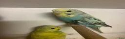 Budgerigars birds for sale: Young proven breeding pair  - Advert 7
