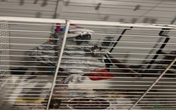 Parrots birds for sale: African gray male  - Image 5