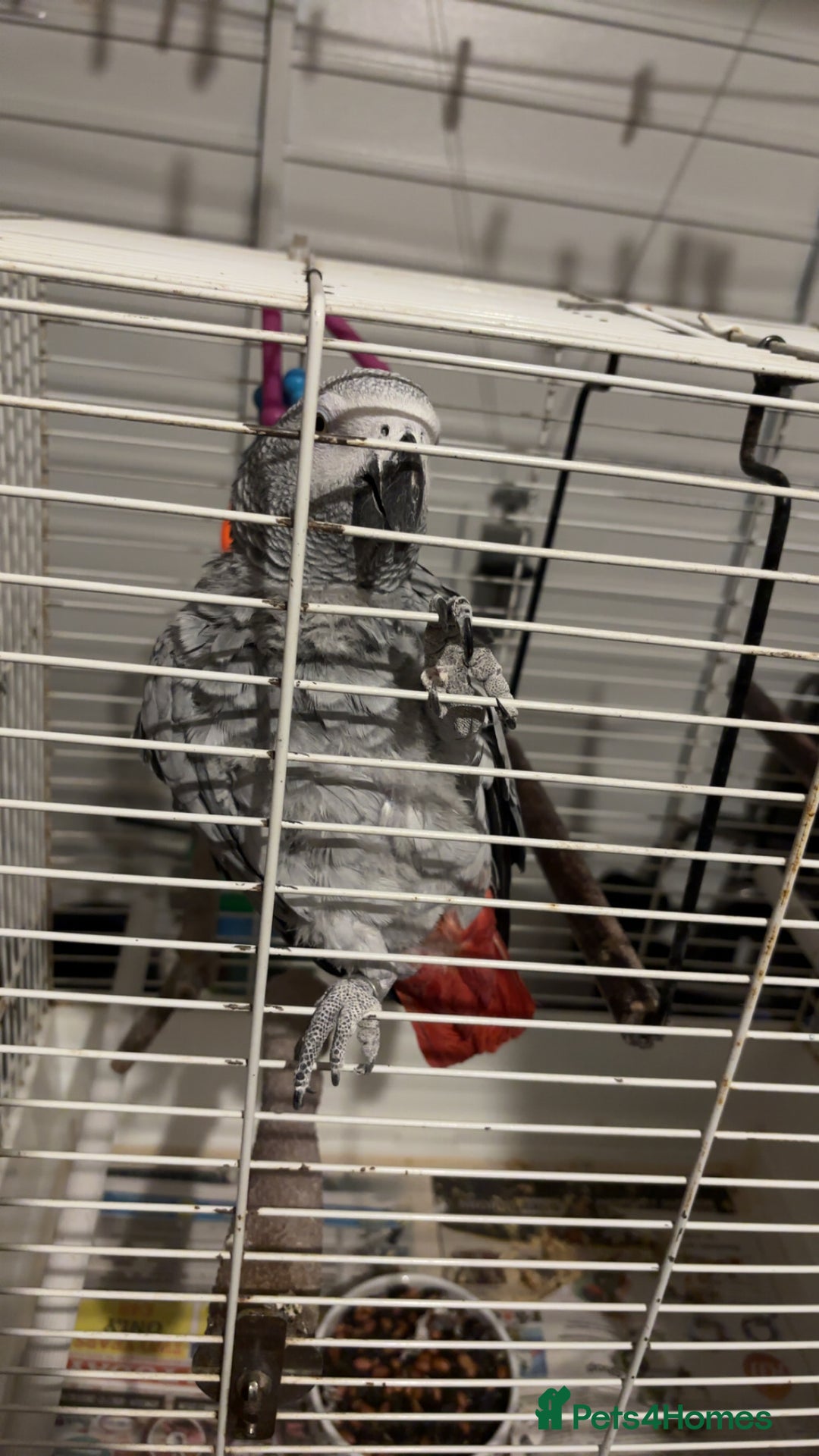Parrots birds for sale: African gray male  - Image 5