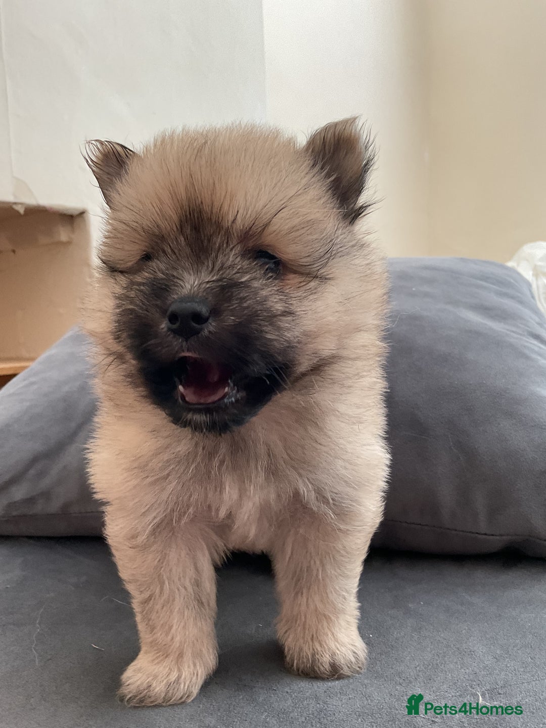 Pomeranian dogs for sale: 10 week old Pom puppies - Image 5
