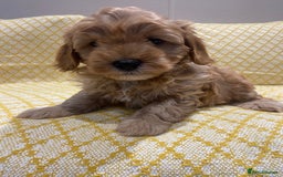 Maltipoo dogs for sale: 💖BEAUTIFUL LICENSED-BRED MALTIPOOS 💖 - Image 6