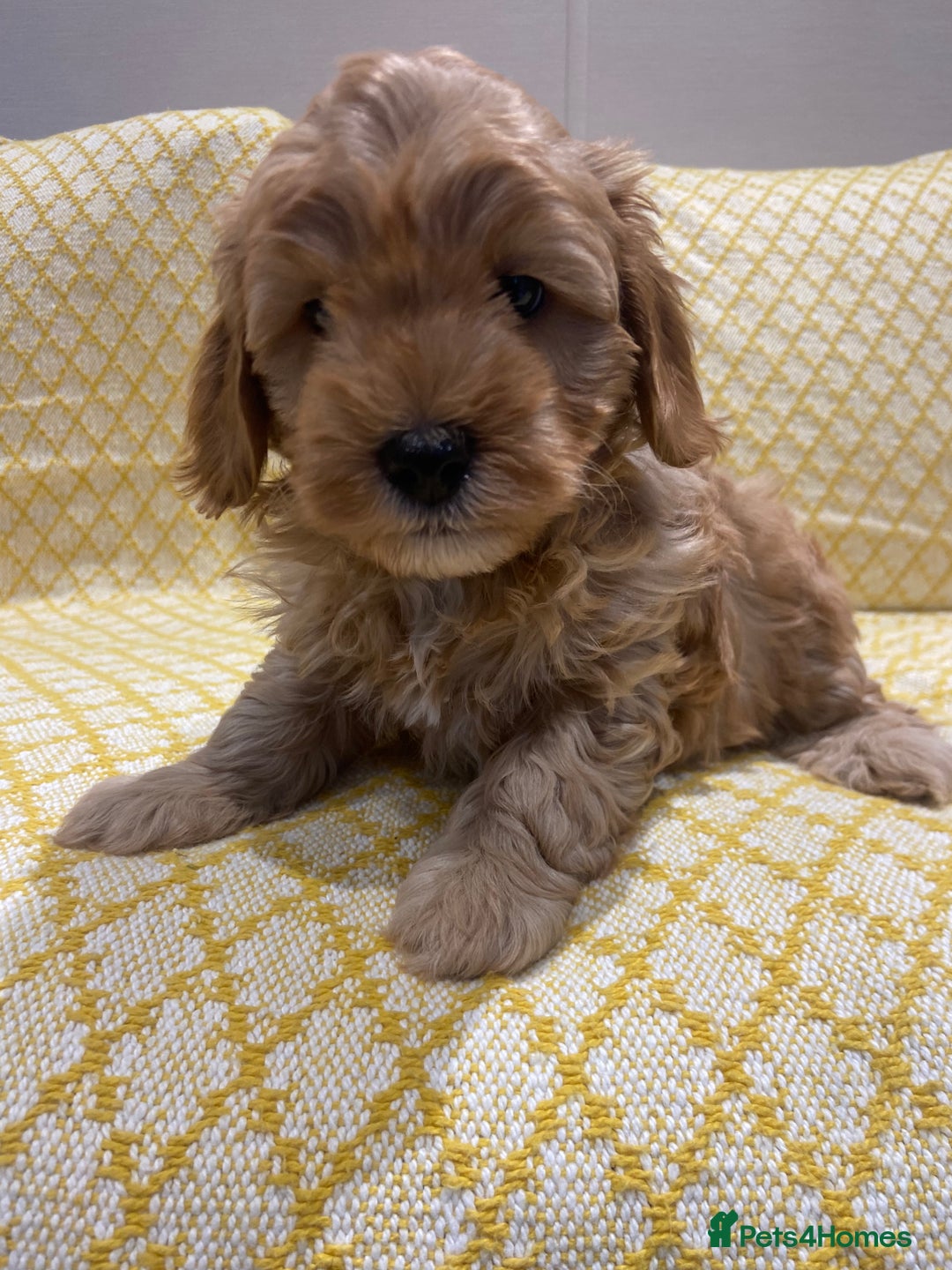 Maltipoo dogs for sale: 💖BEAUTIFUL LICENSED-BRED MALTIPOOS 💖 - Image 6