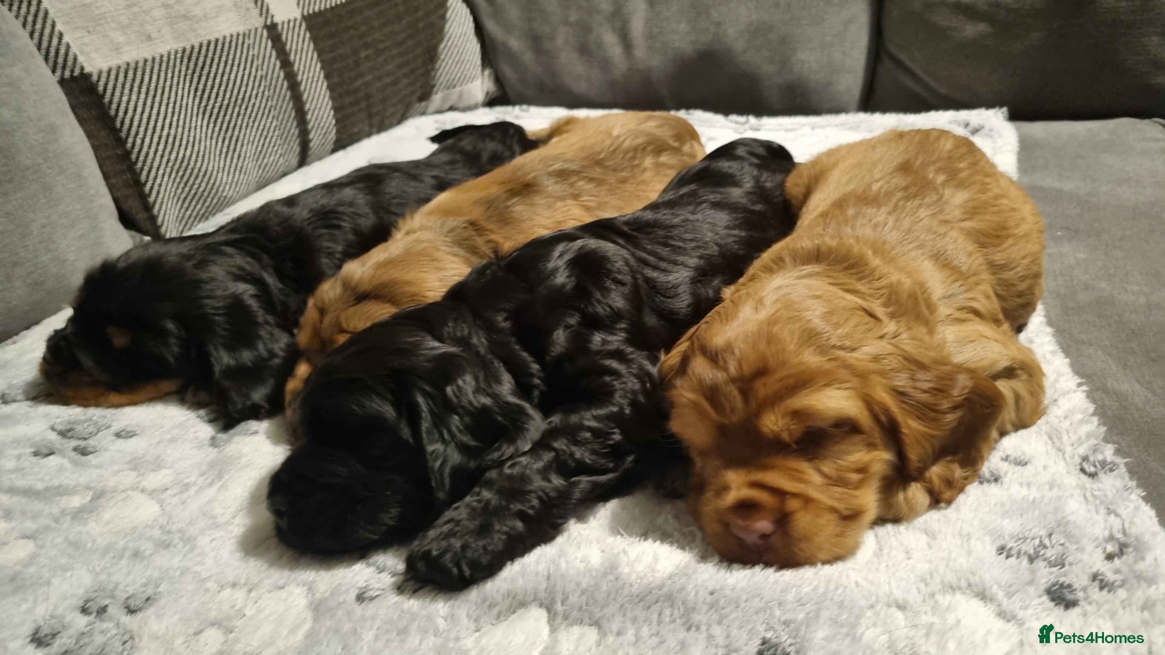 Cocker Spaniel dogs for sale: 🐾 Beautiful Show Type Cocker Spaniel Puppies - Advert 2