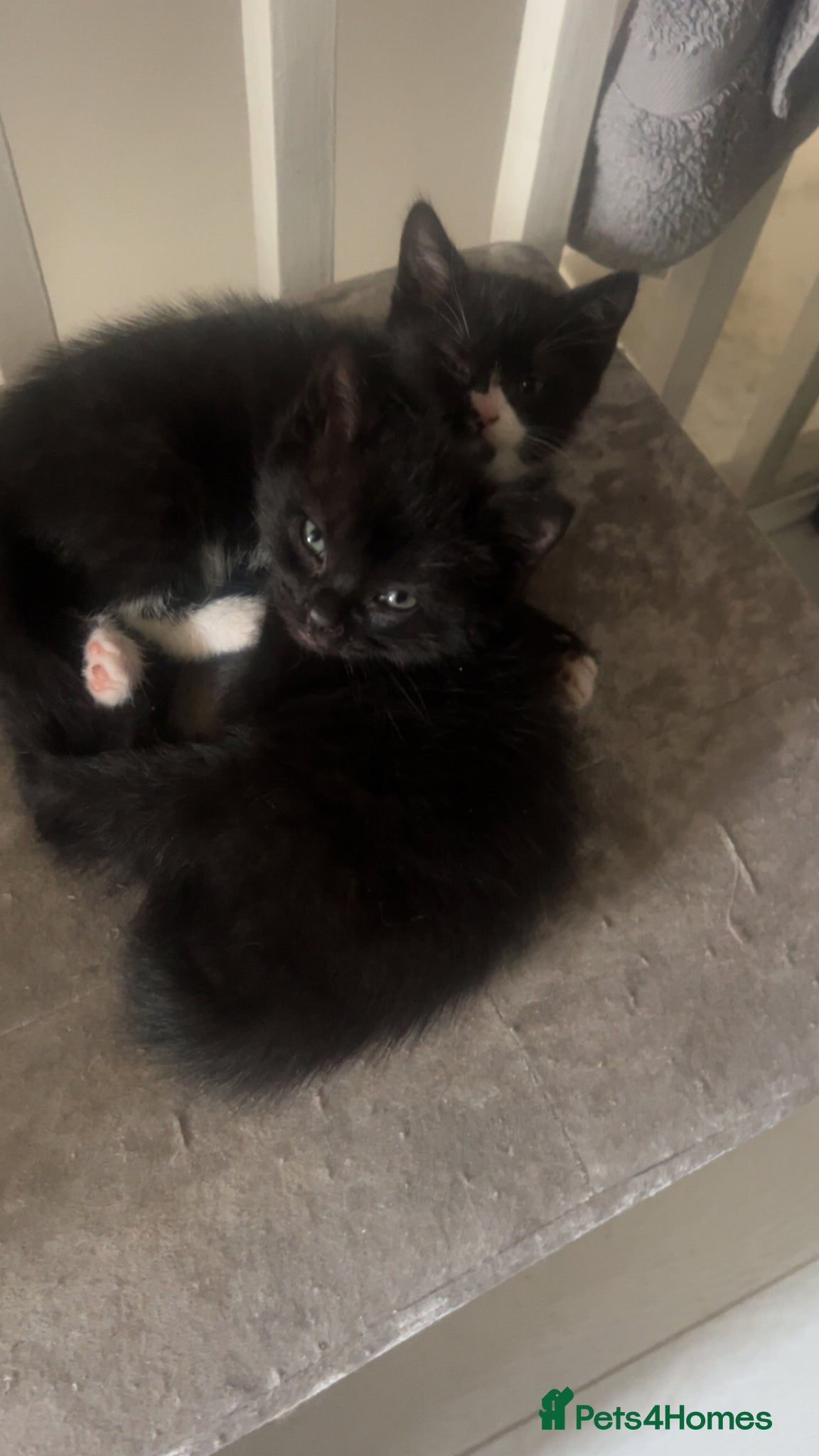 British Shorthair cats for sale: beautiful british short hair kitties  - Advert 7