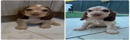Cocker Spaniel dogs for sale: 🐾STUNNING KC REGISTERED SHOW COCKERS🐾 - Advert 4