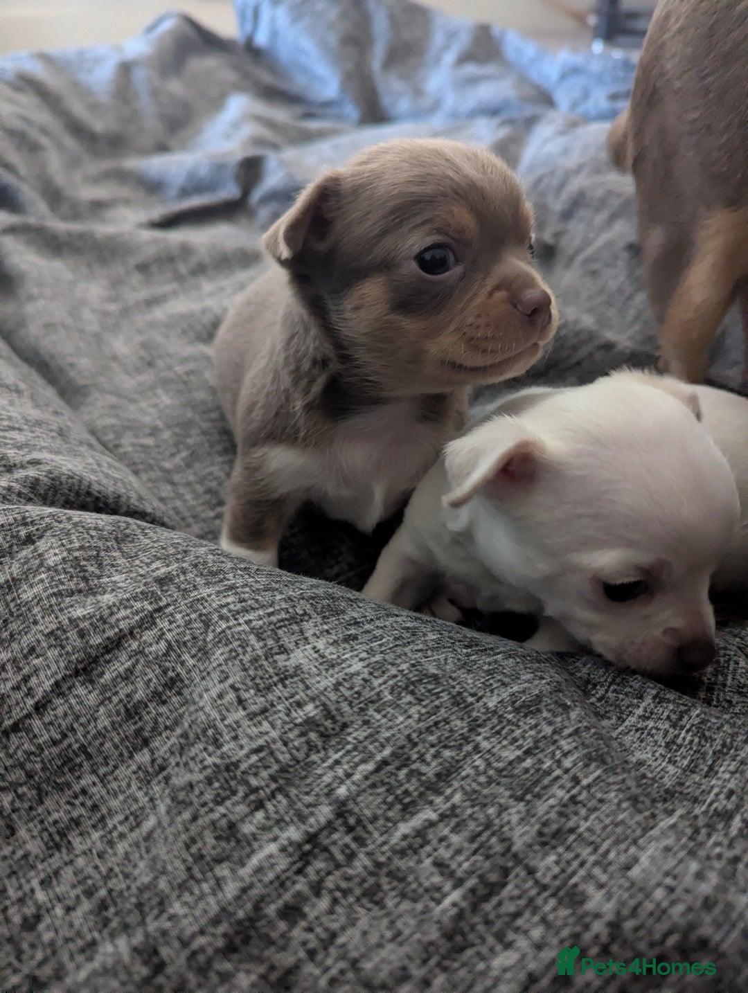 Chihuahua dogs for sale: 2 KC smooth coat boys - Advert 4