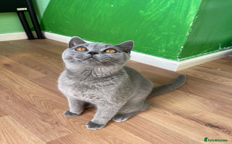 British Shorthair cats - Advert 5