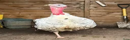 Turkeys poultry for sale: A lovely male crollwitzer turkey for sale in Stoke-on-Trent - Advert 2