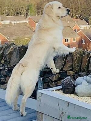 Golden Retriever dogs for sale: KC Registered Health Tested Golden Retriever Pups in Chester - Advert 2