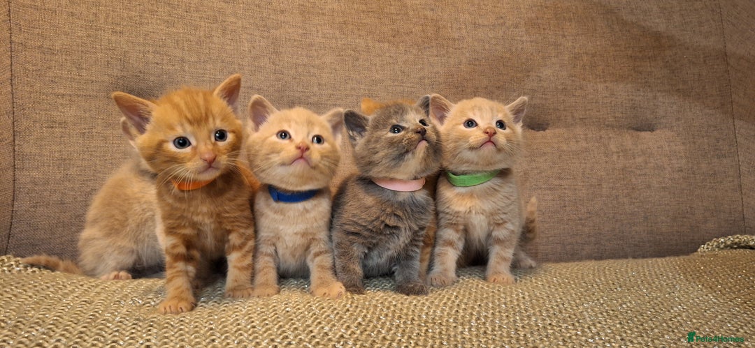 British Shorthair cats for sale: Beautiful Cream & Ginger Kittens  - Image 1