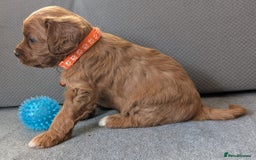 Cavapoo dogs for sale: F2 Cavapoo, Dog breeding license - Advert 11