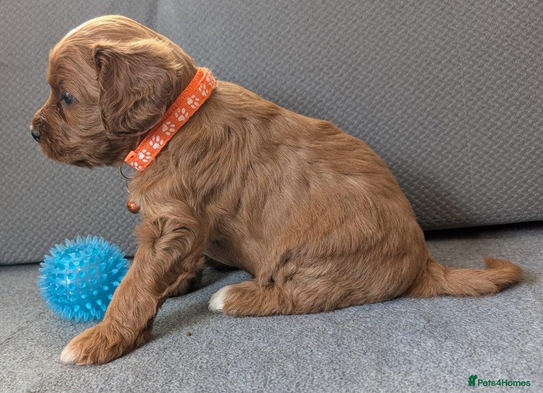 Cavapoo dogs for sale: F2 Cavapoo, Dog breeding license - Advert 11