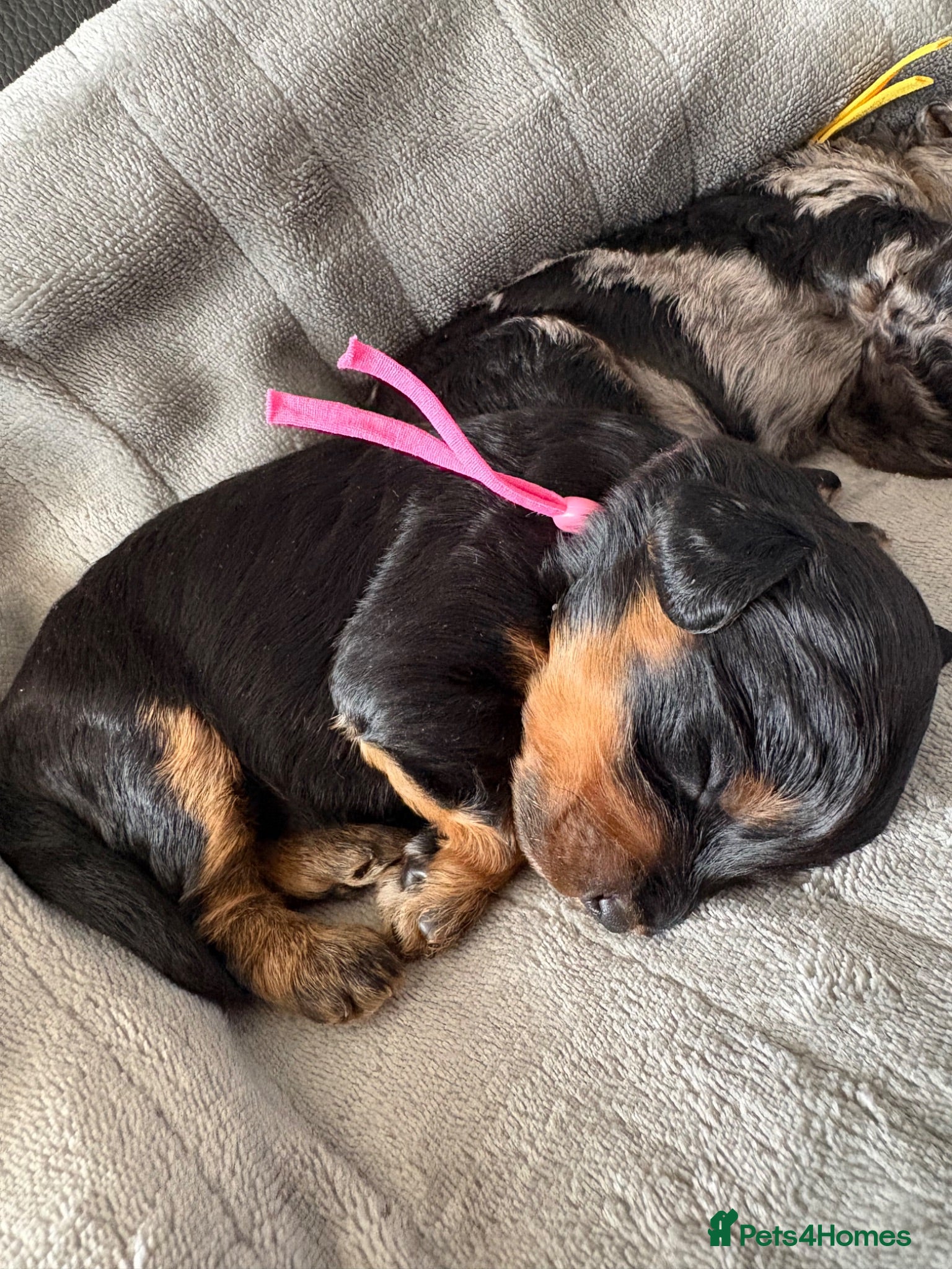 Cavapoo dogs LAST GIRL AVAILABLE- F1b Cavapoo puppies  - Advert 2