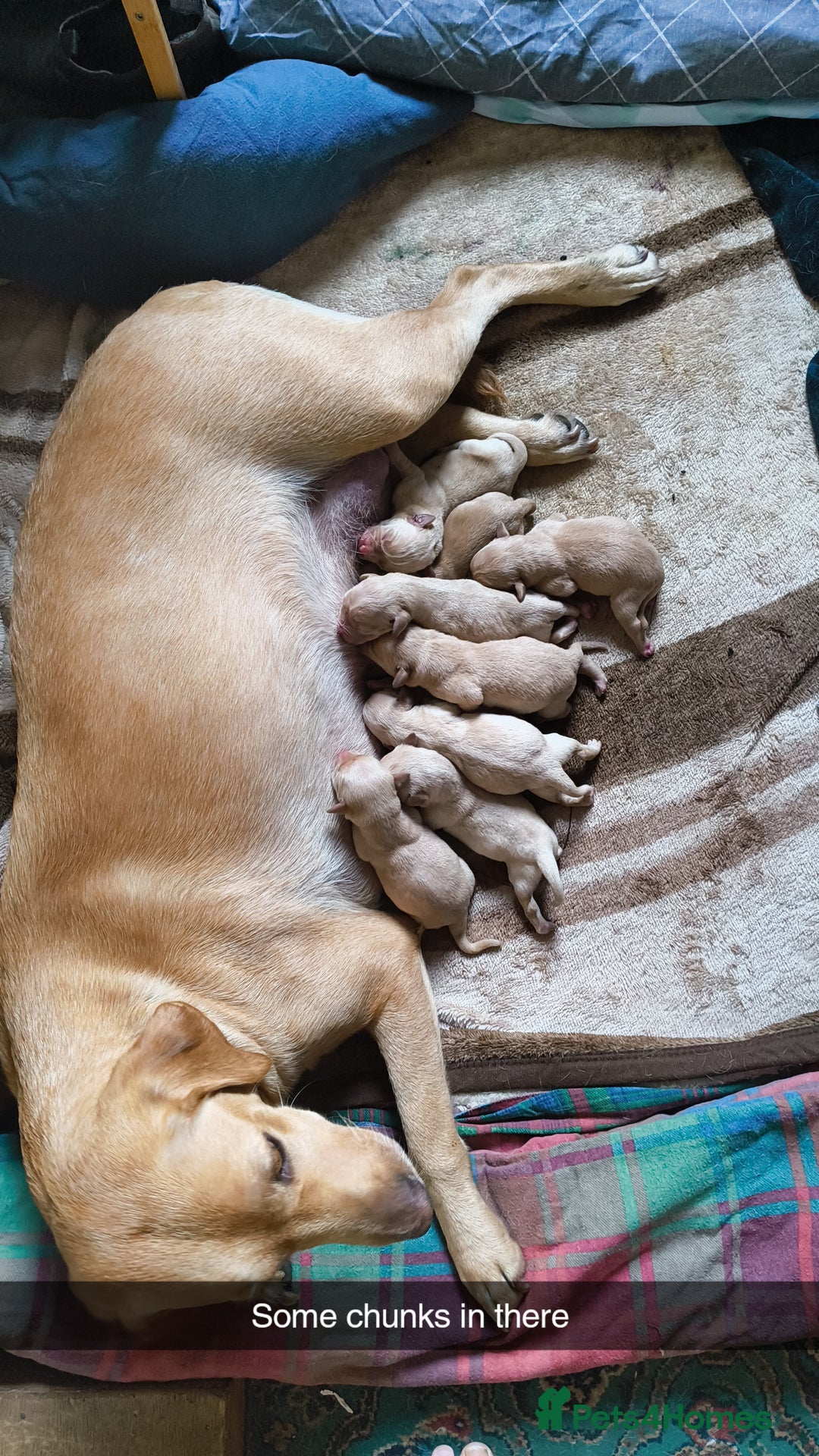 Labrador Retriever dogs for sale: Working lab pups - Image 5